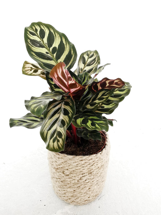 Calathea makoyana