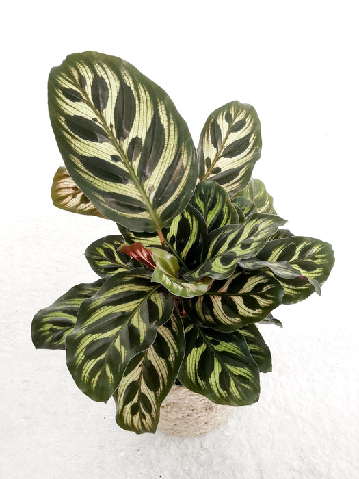 Calathea makoyana