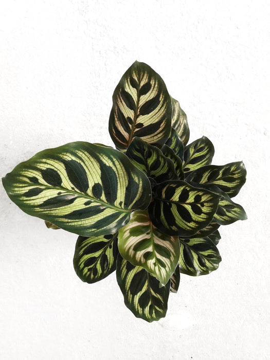 Calathea makoyana