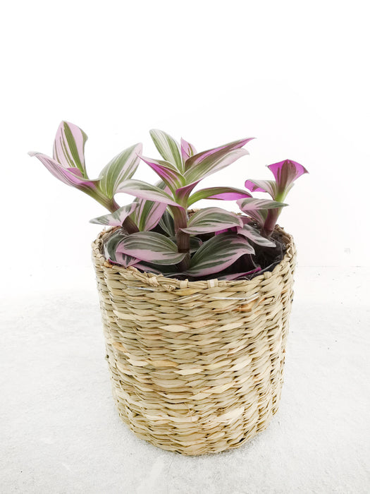 Tradescantia nanouk