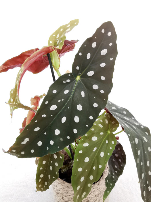 Begonia maculata