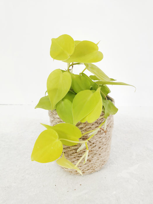 Philodendron micans lemon lime