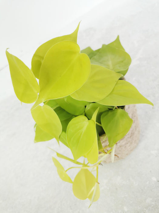 Philodendron micans lemon lime