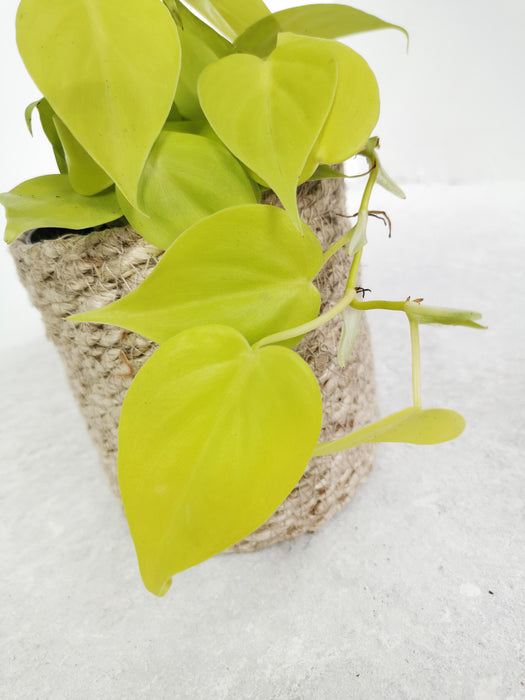 Philodendron micans lemon lime