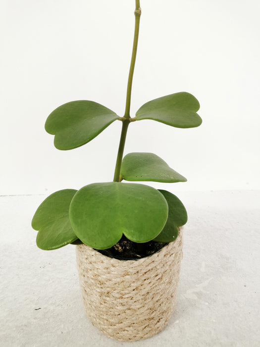 Hoya kerrii - medium