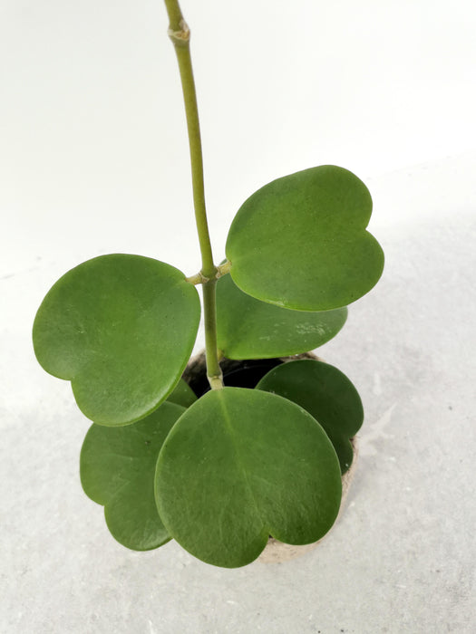 Hoya kerrii - medium