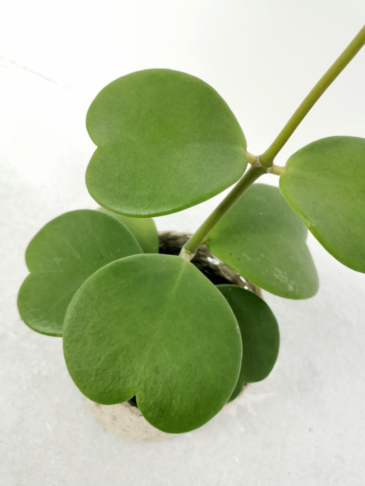 Hoya kerrii - medium