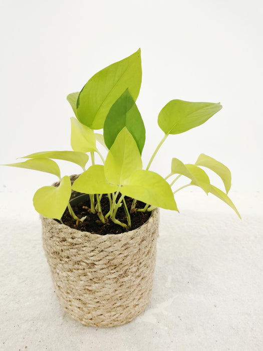 Scindapsus pothos neon