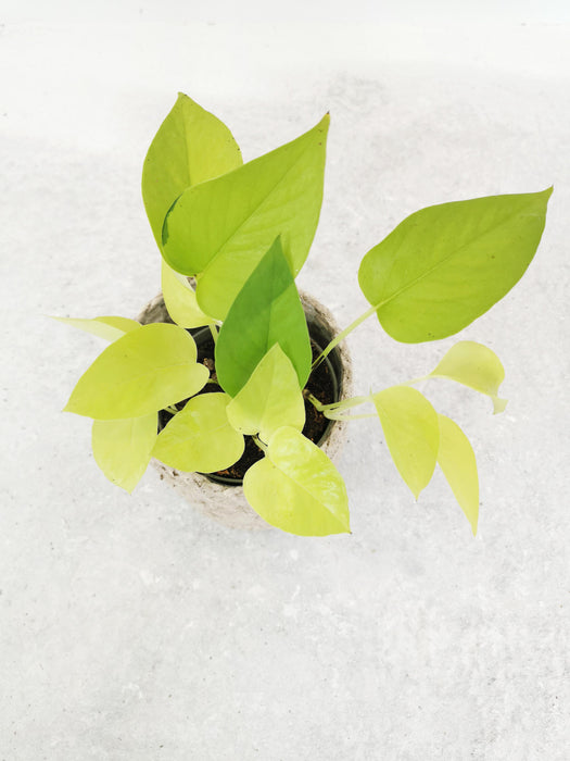 Scindapsus pothos neon