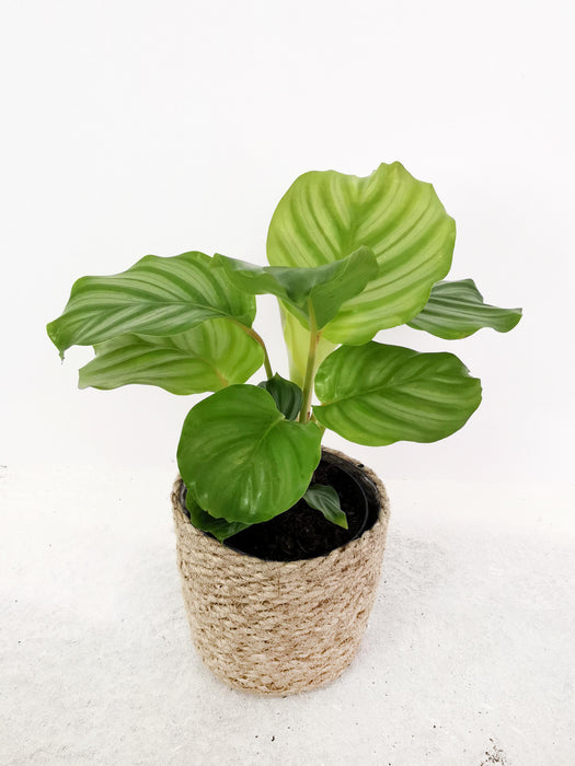 Calathea orbifolia