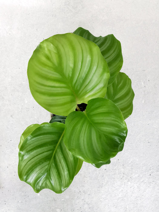 Calathea orbifolia