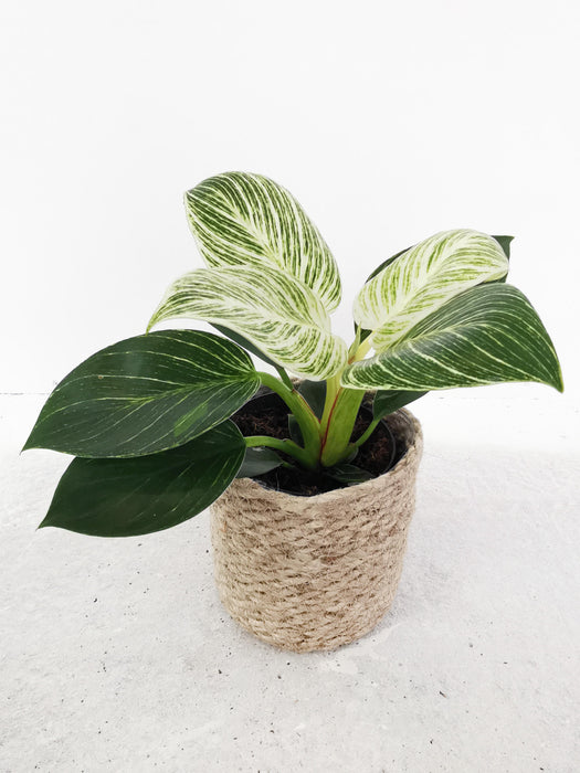 Philodendron birkin