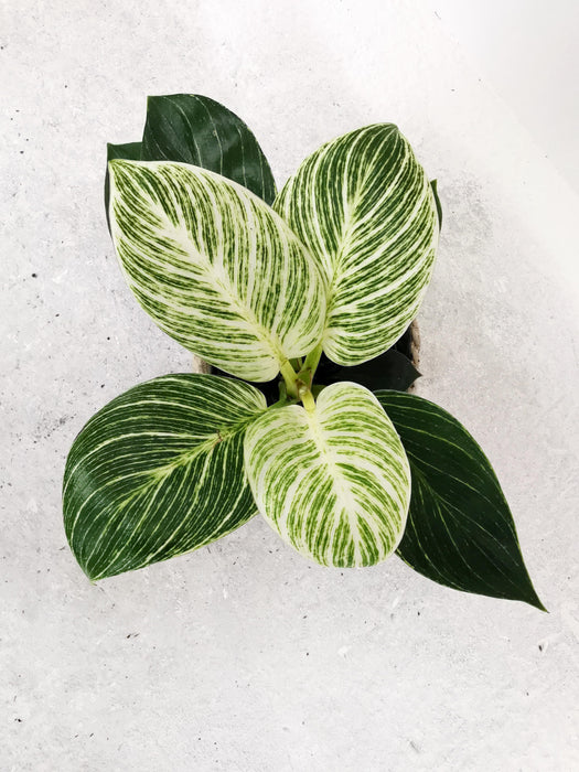 Philodendron birkin