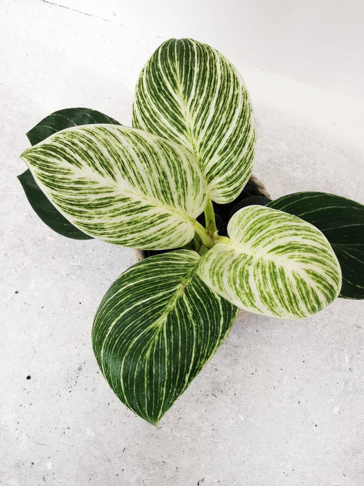 Philodendron birkin