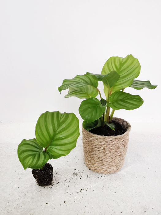 Calathea orbifolia