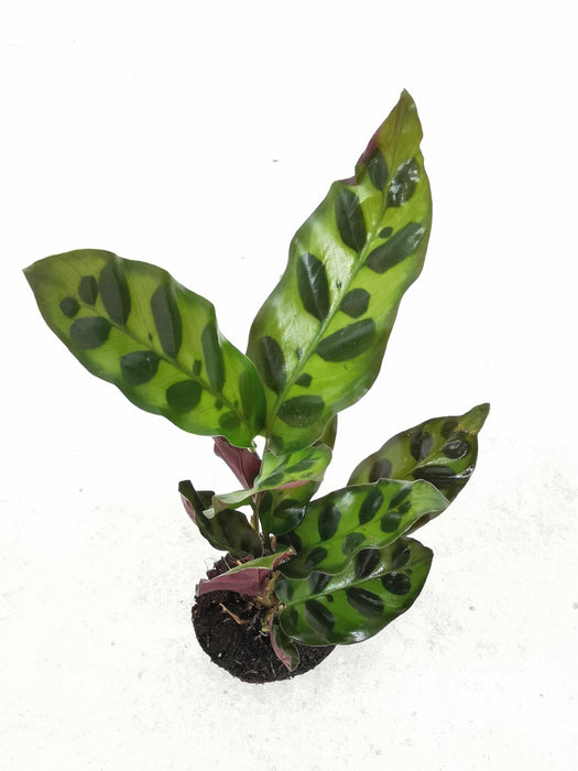 Calathea lancifoli SMALL