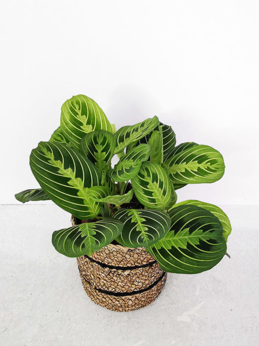 Maranta lemon lime