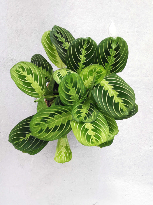 Maranta lemon lime