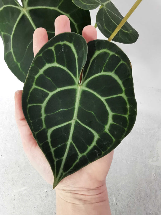 Anthurium clarinervium