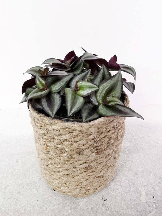 Tradescantia zebrina silver