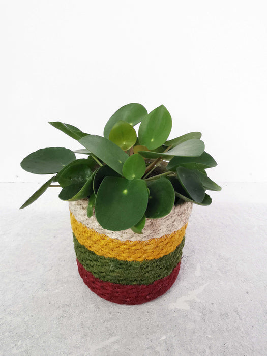 Pilea peperomioides