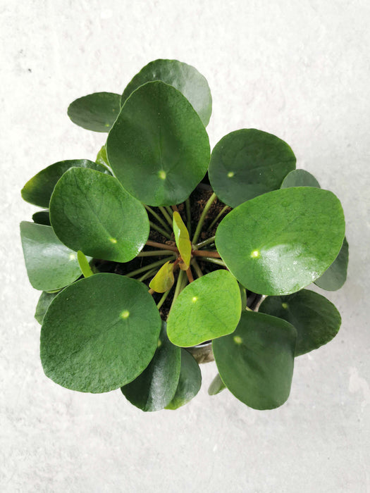 Pilea peperomioides
