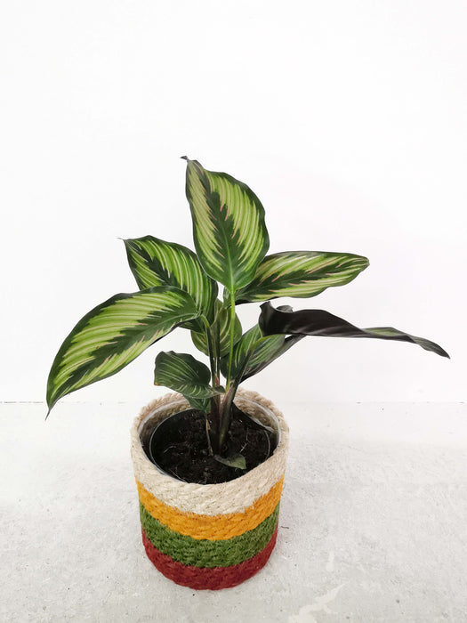 Calathea ornata beauty star - medium