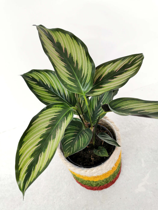 Calathea ornata beauty star - medium