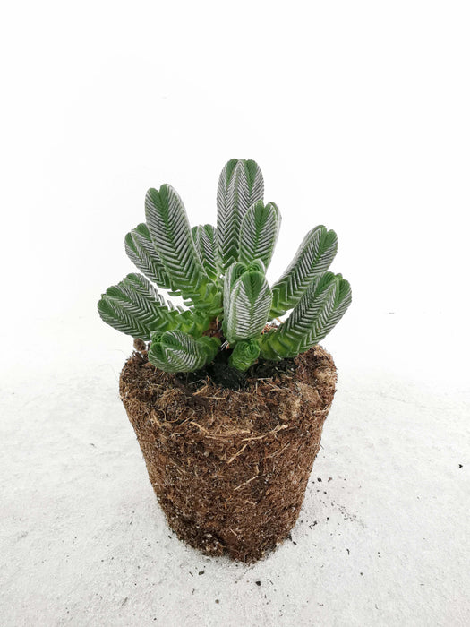 Crassula pyramidalis