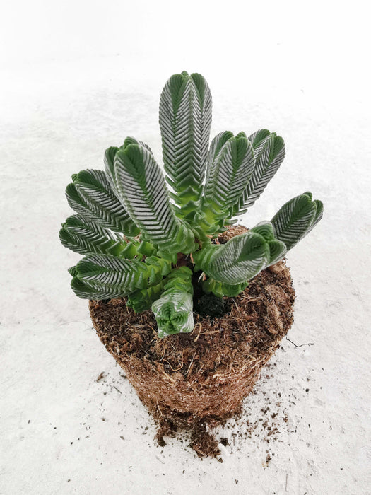 Crassula pyramidalis