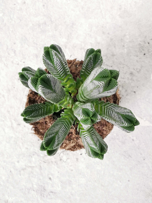 Crassula pyramidalis