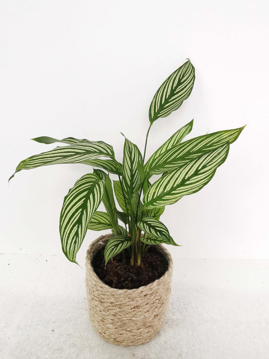 Calathea vittata