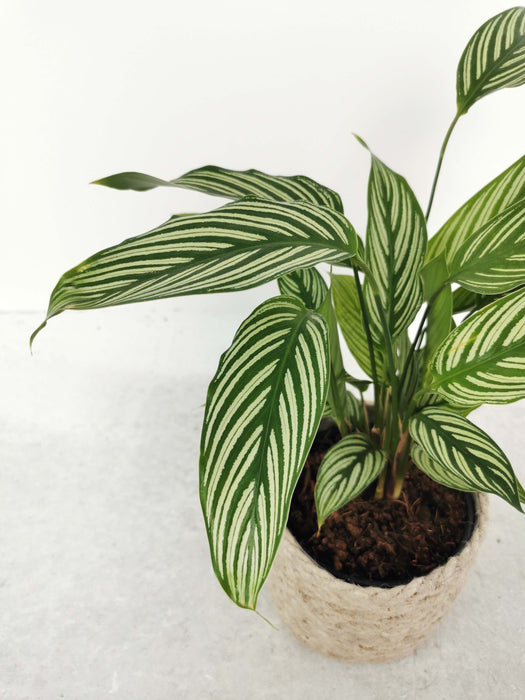 Calathea vittata