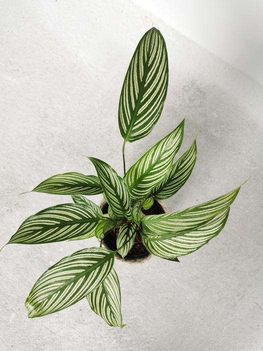 Calathea vittata