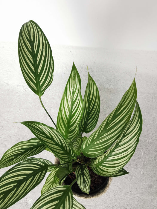 Calathea vittata