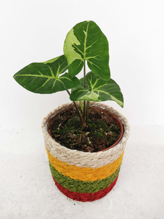 Syngonium panda