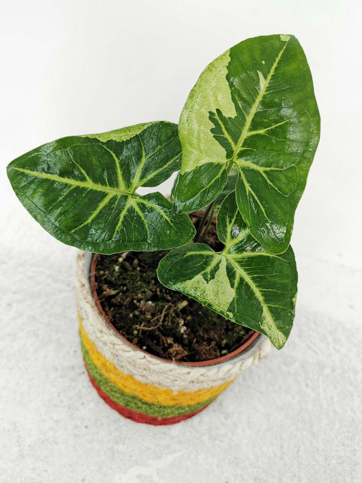 Syngonium panda