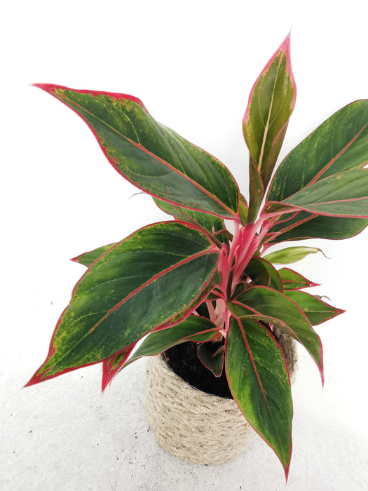 Aglaonema crete