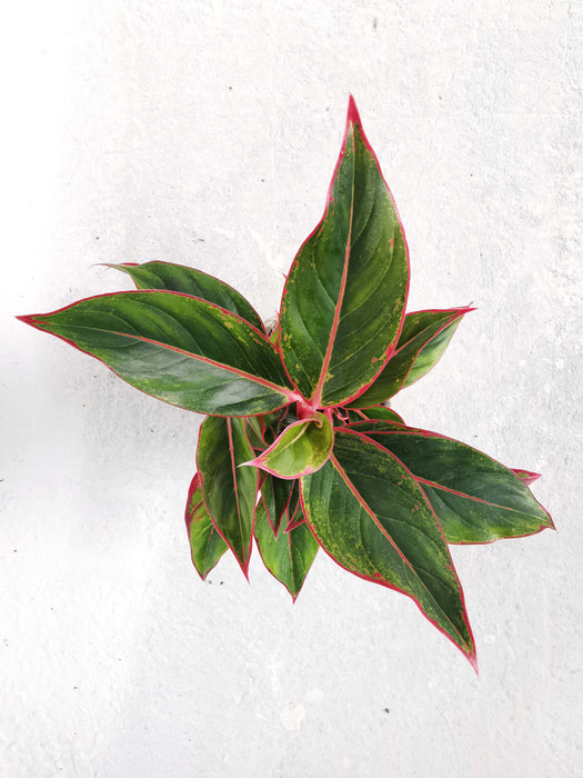 Aglaonema crete