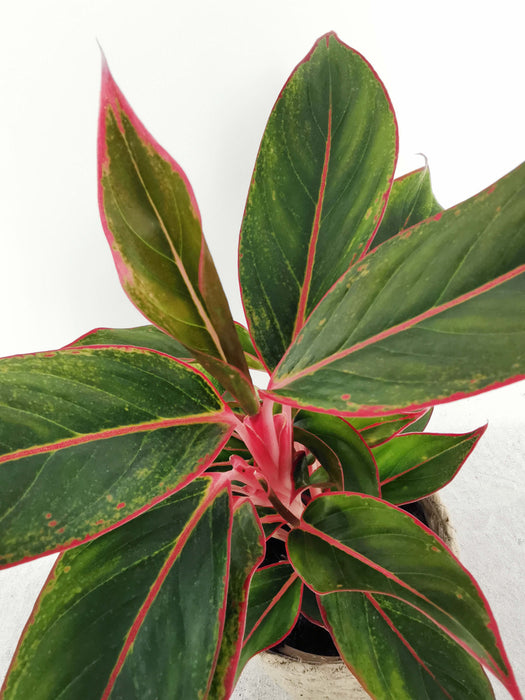 Aglaonema crete