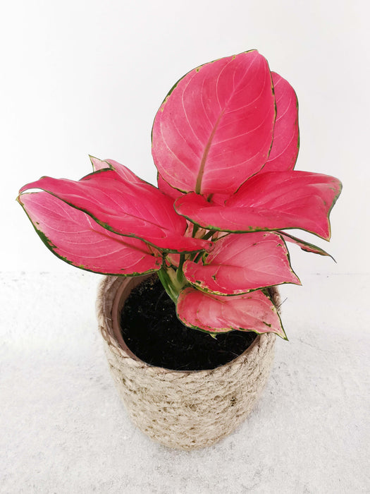 Aglaonema red elephant leaf
