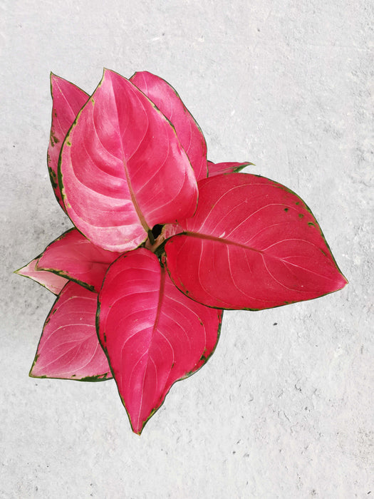 Aglaonema red elephant leaf