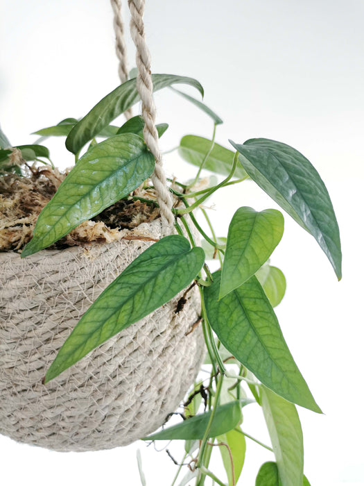Scindapsus epipremnum cebu blue