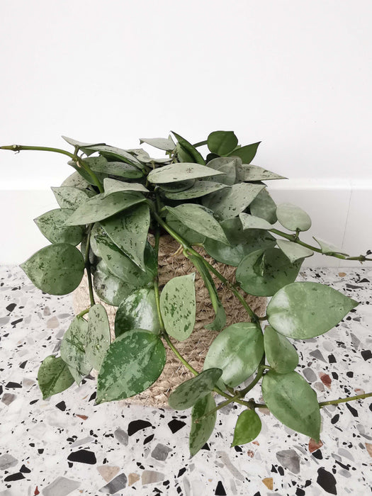 Hoya krohniana silver