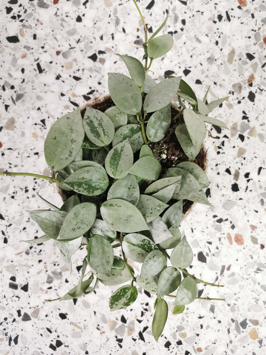 Hoya krohniana silver