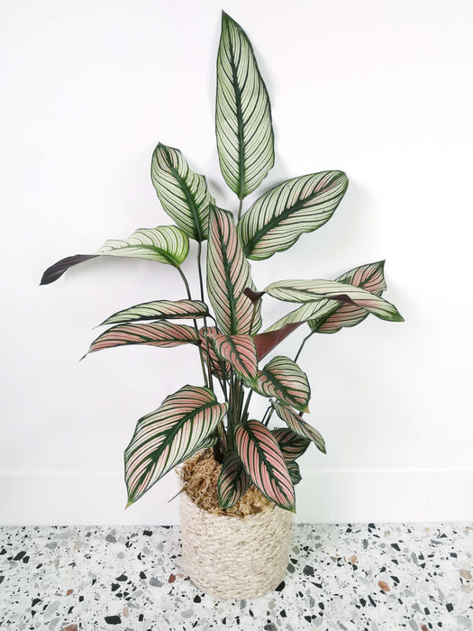 Calathea white star