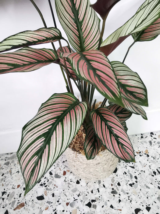 Calathea white star