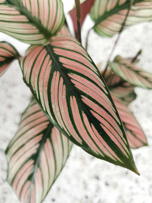 Calathea white star