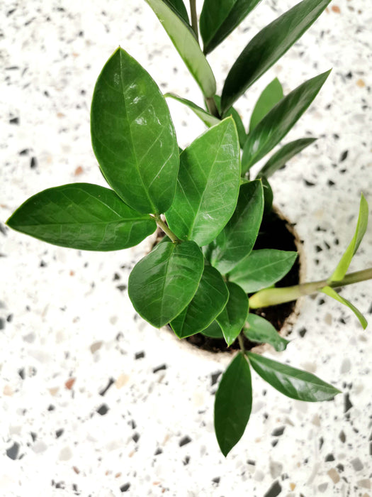 Zamioculcas zamiifolia