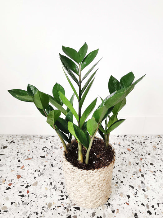 Zamioculcas zamiifolia